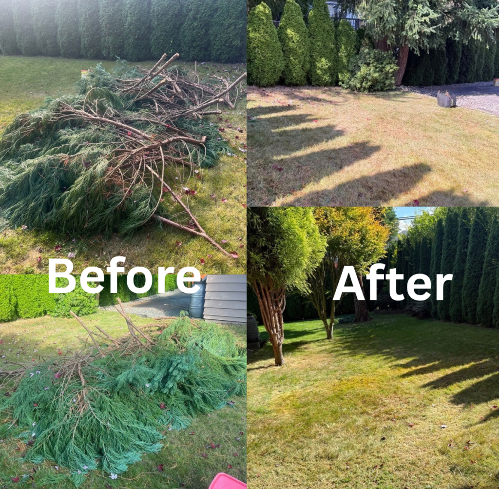 Before and after pine branch removal from a residential lawn